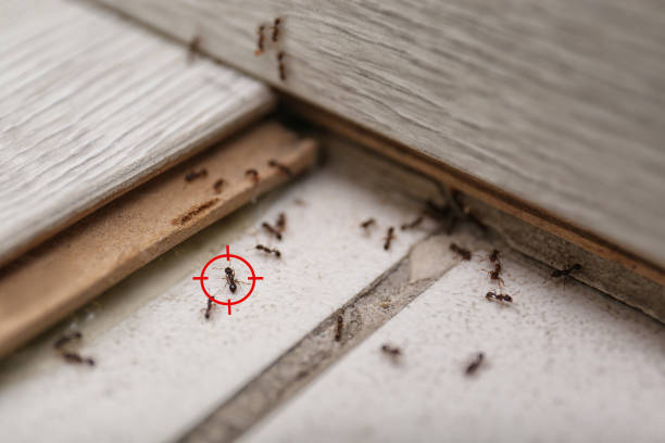 Best Wasp Removal Services  in St Paul, TX