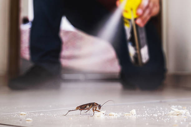 Best Mosquito Control Services  in St Paul, TX